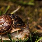 Schnecke