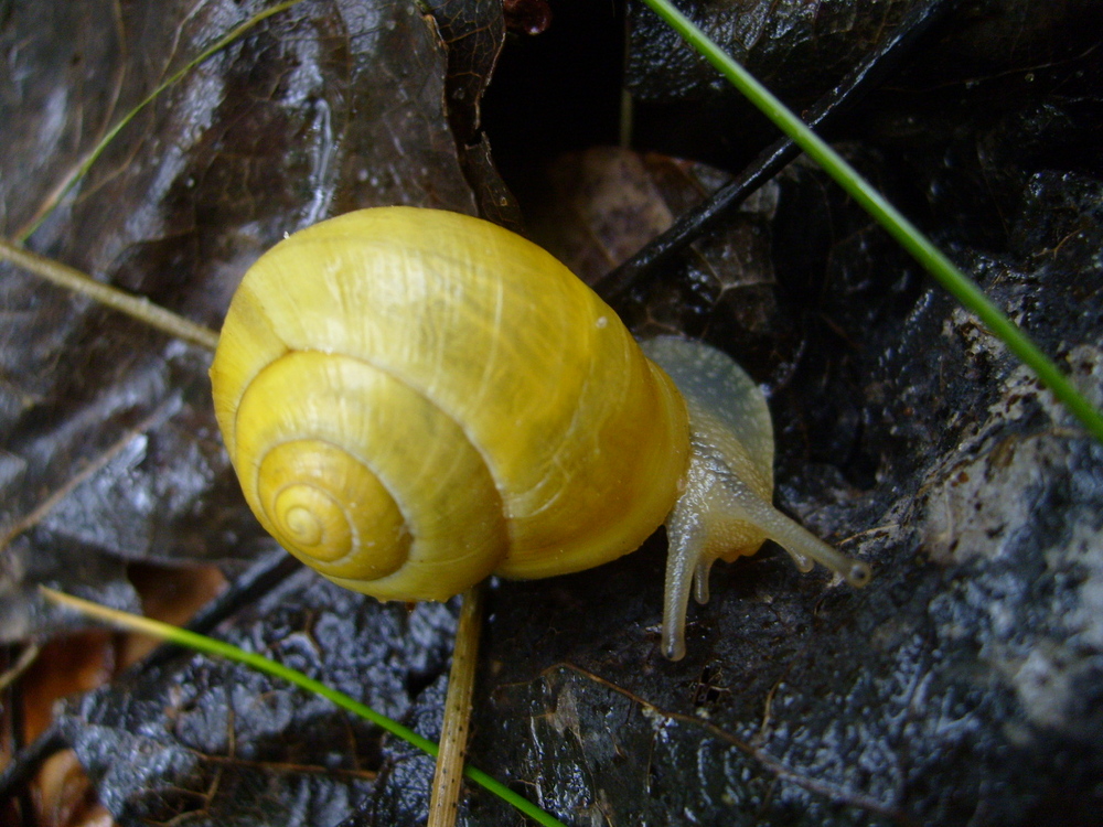 Schnecke