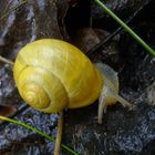 Schnecke