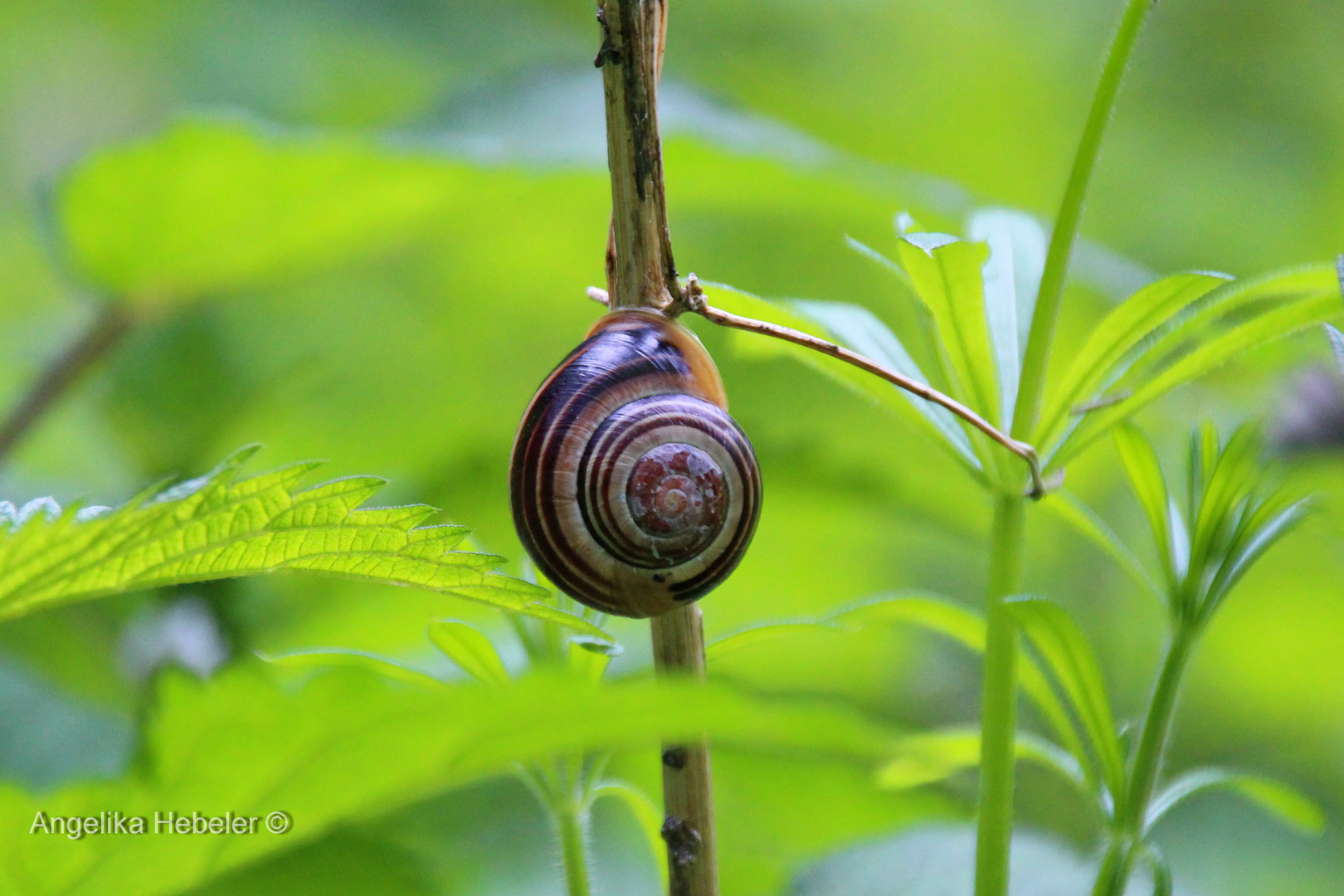 "Schnecke bei der Arbeit"