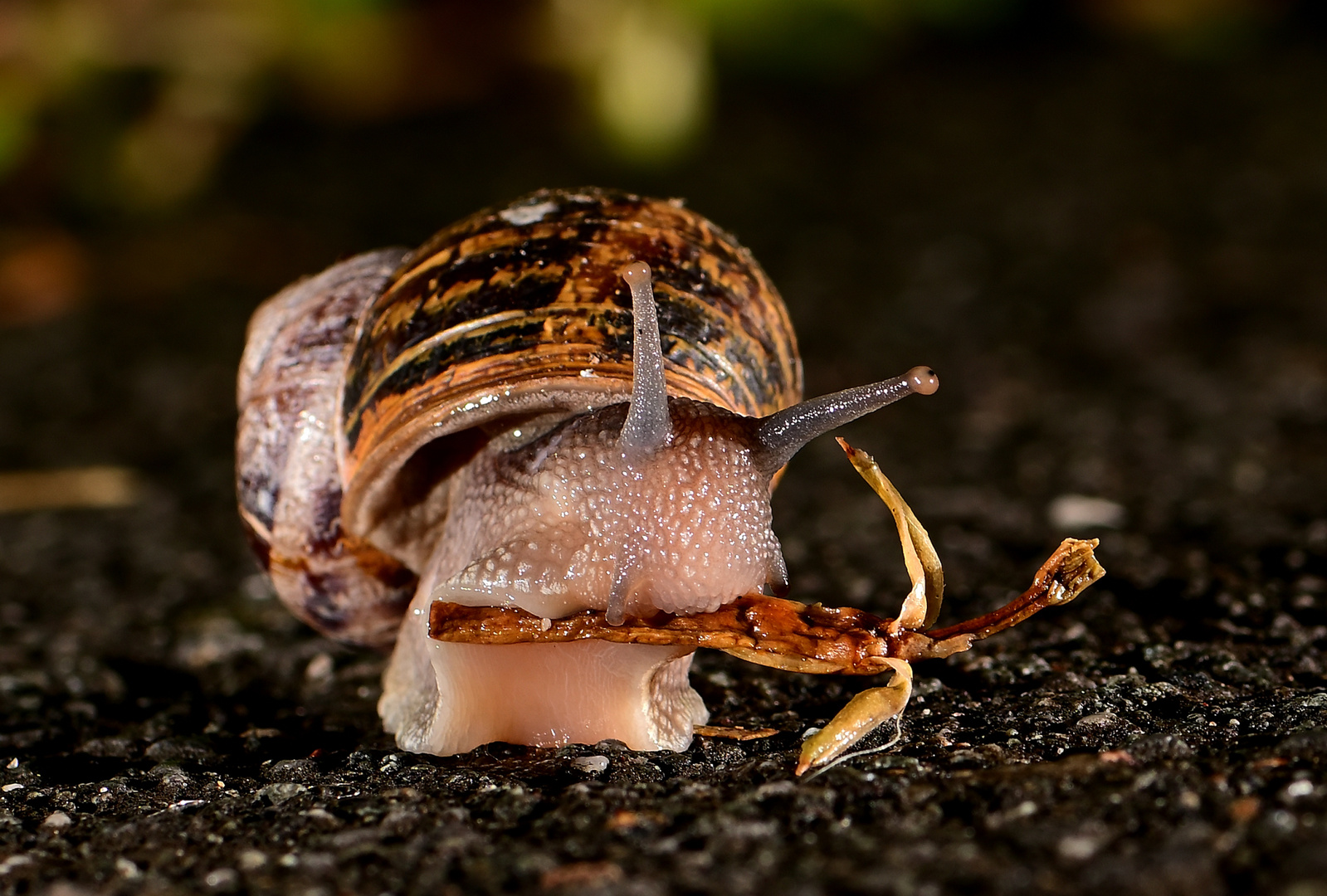 Schnecke bei der Brotzeit