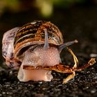 Schnecke bei der Brotzeit