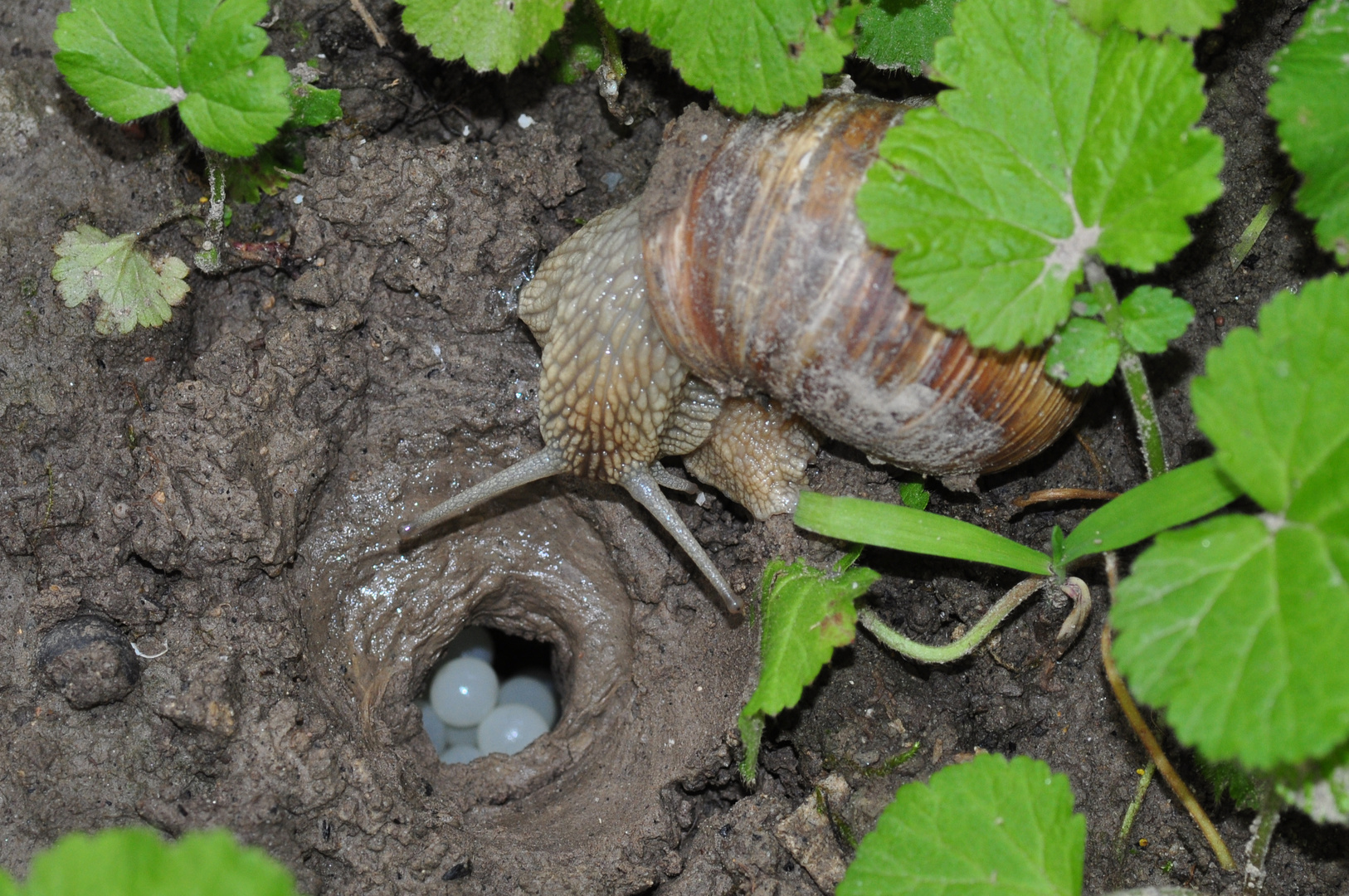 Schnecke bei der Eiablage