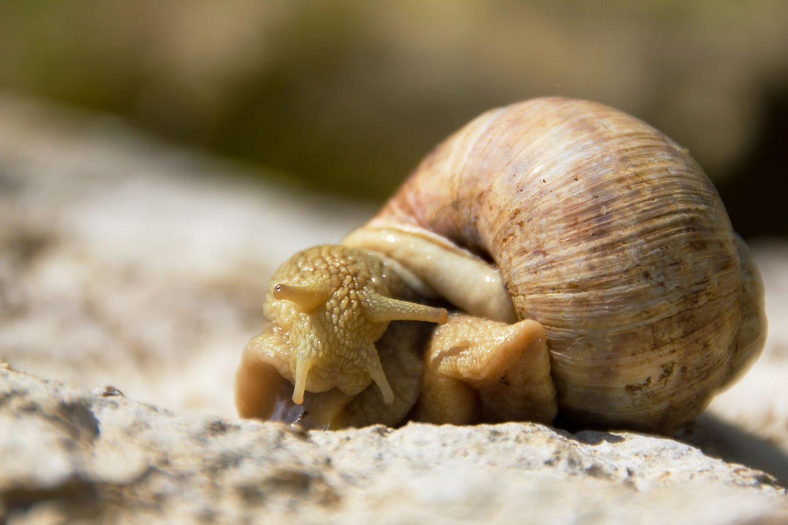 Schnecke bei der Wende / Snail at the turning point