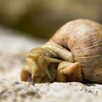 Schnecke bei der Wende / Snail at the turning point