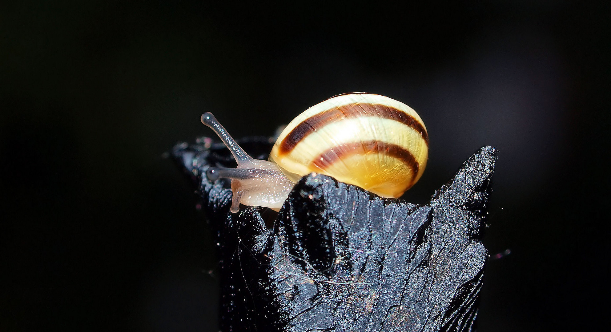 Schnecke bei Nacht.....