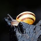 Schnecke bei Nacht.....