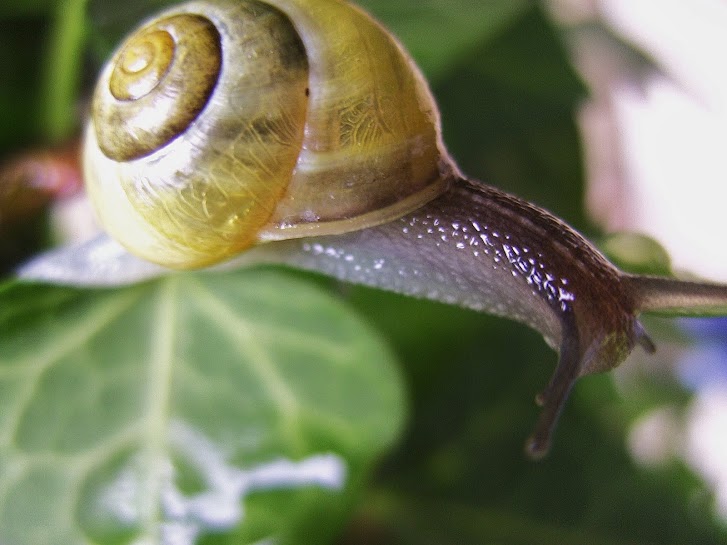 Schnecke bei Regen