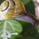 Schnecke bei Regen