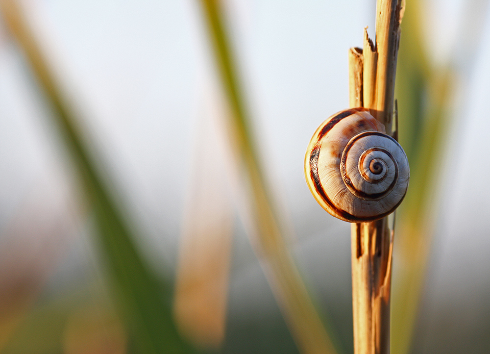 Schnecke bei Sonnenaufgang