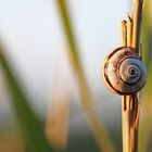 Schnecke bei Sonnenaufgang