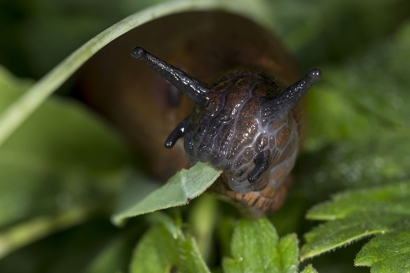 Schnecke beim Fressen