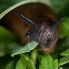 Schnecke beim Fressen