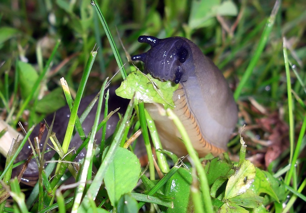 Schnecke beim fressen