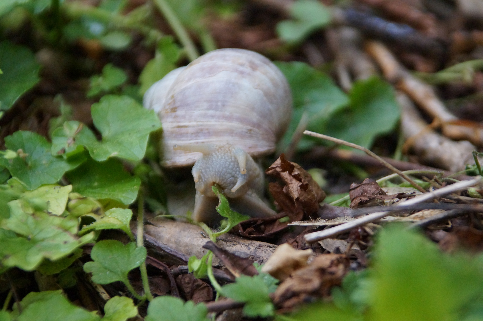 Schnecke beim fressen