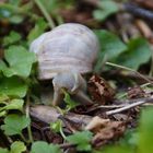 Schnecke beim fressen