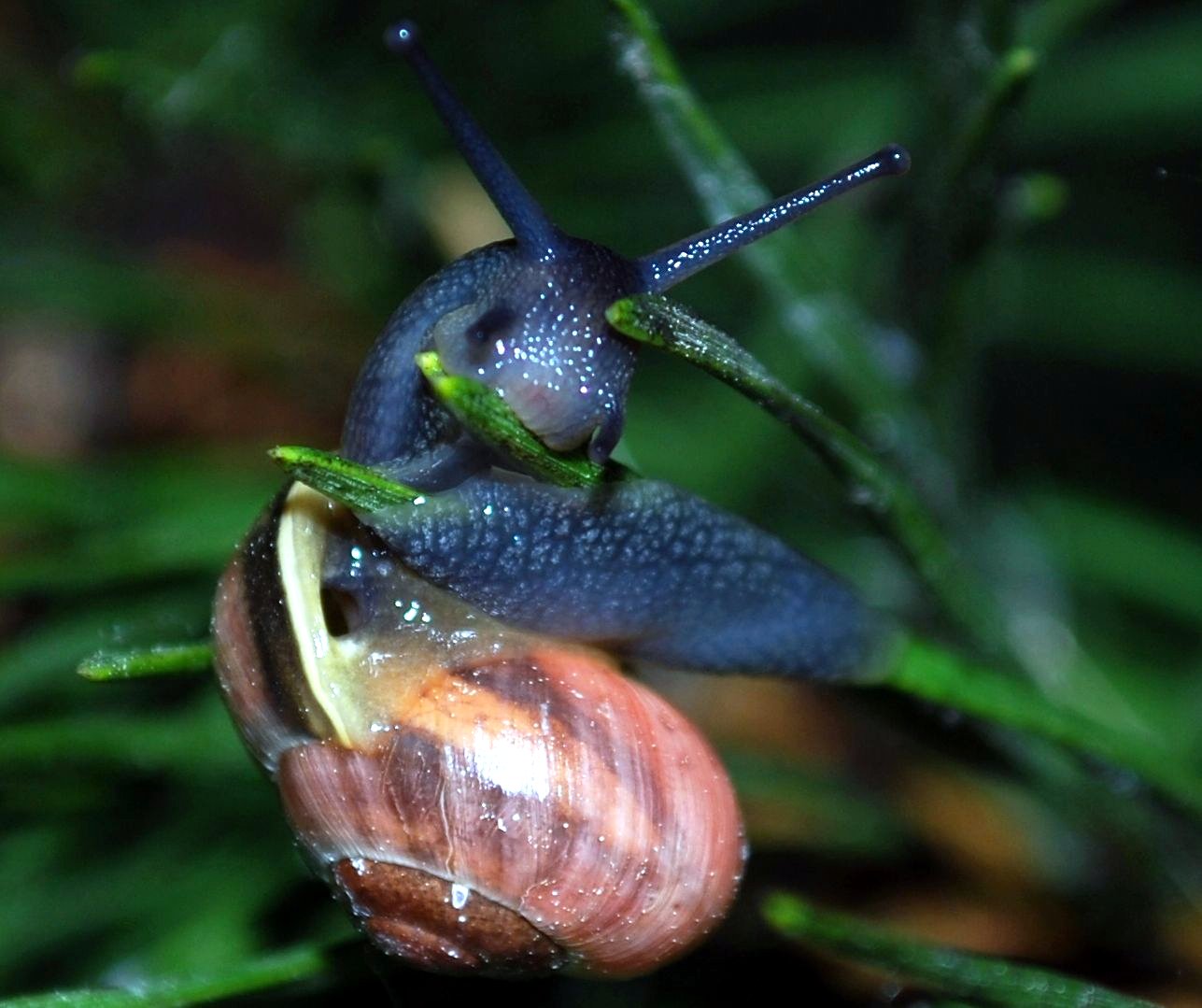 Schnecke beim Fressen einer Kiefernadel