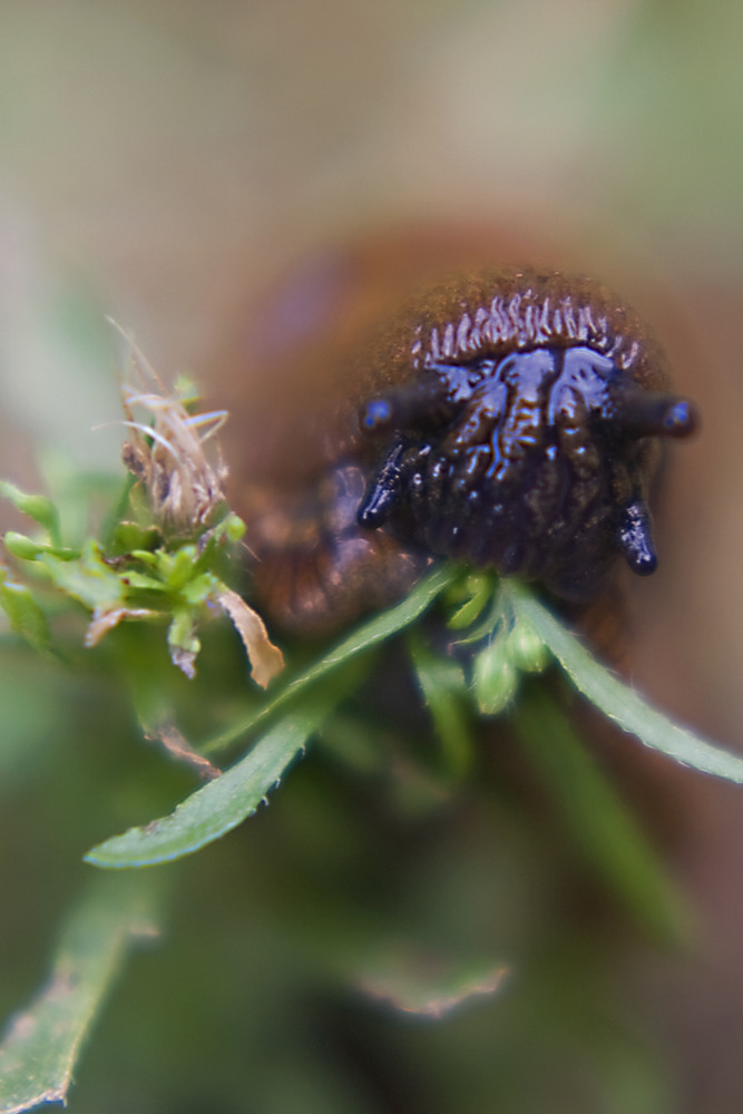 Schnecke beim fressen gestört!