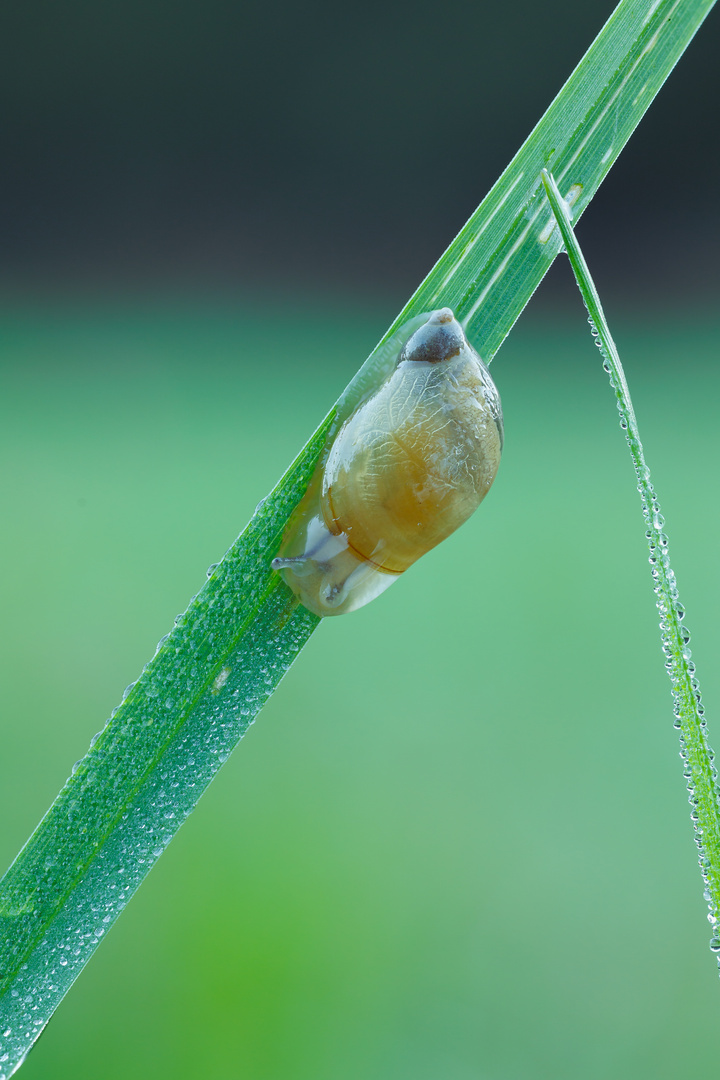 Schnecke beim Frühsport