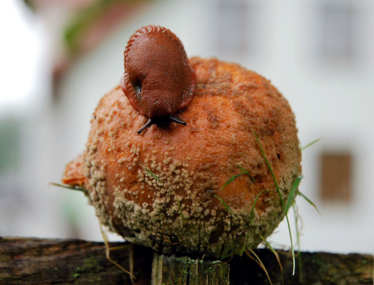 Schnecke beim Jonglieren