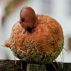 Schnecke beim Jonglieren