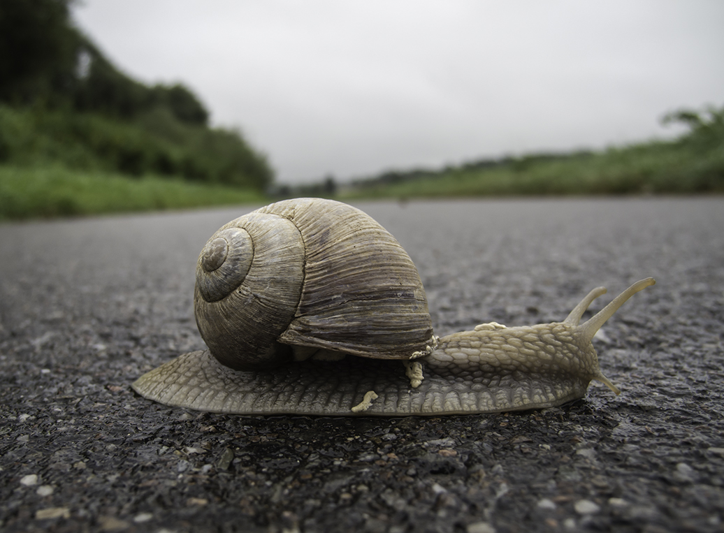 Schnecke beim Queren eines Radweges!