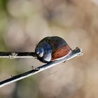 Schnecke beim Sonnenbarden