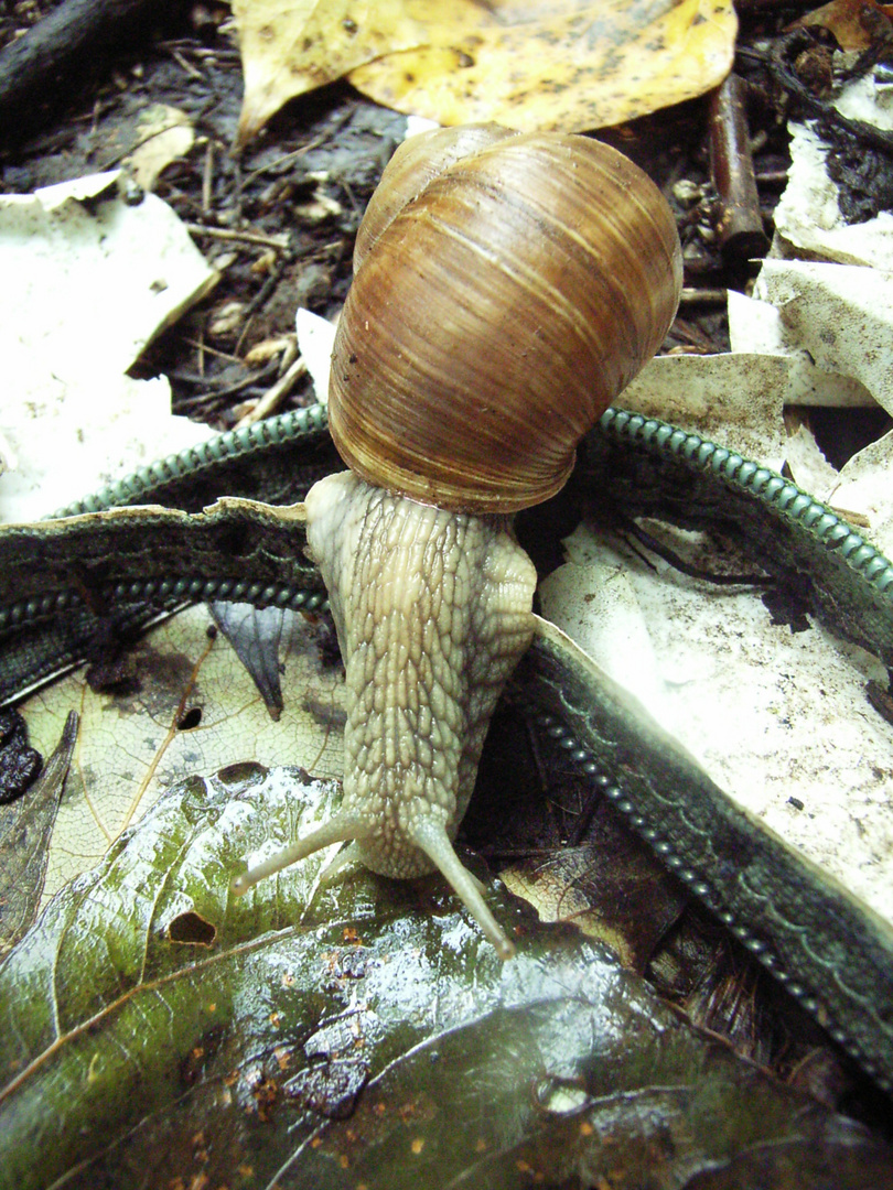 Schnecke beim Spaziergang