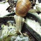 Schnecke beim Spaziergang