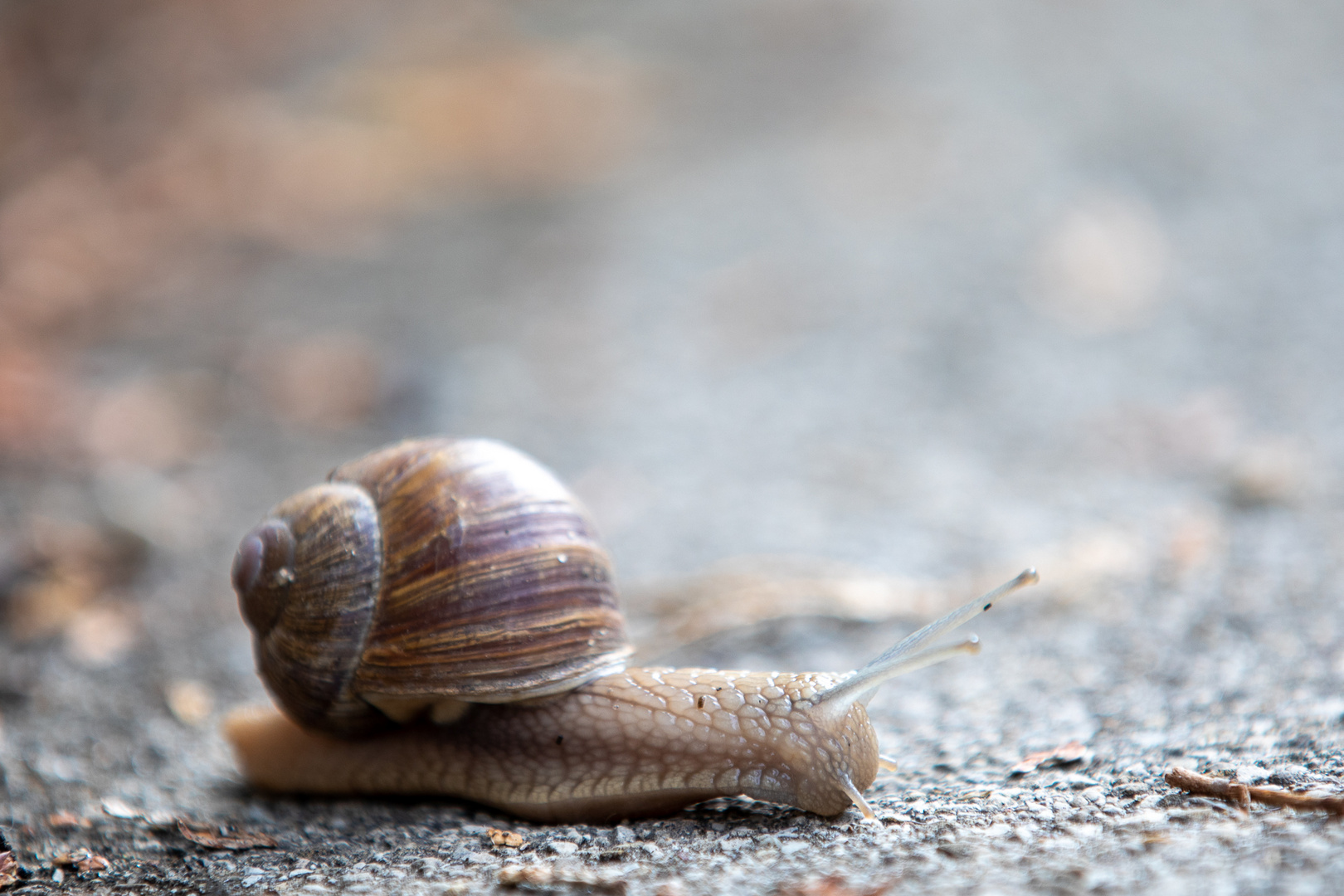 Schnecke beim Überqueren eines Radweges