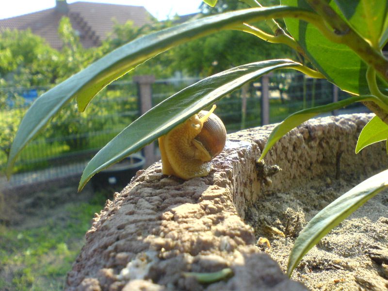 Schnecke beim Versuch aufs Blatt zu kommen.