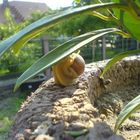 Schnecke beim Versuch aufs Blatt zu kommen.