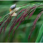 Schnecke beim Wendemanöver beobachtet 