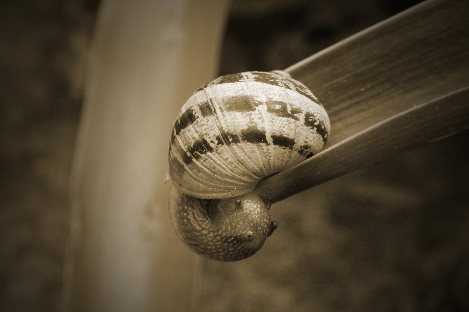 Schnecke beim Yoga