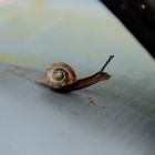 Schnecke