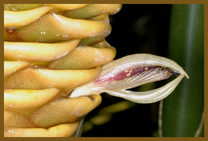 Schnecke & Blüte