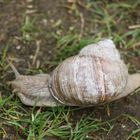 Schnecke Braun