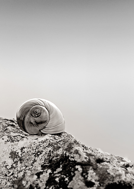 schnecke b/w