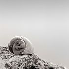 schnecke b/w