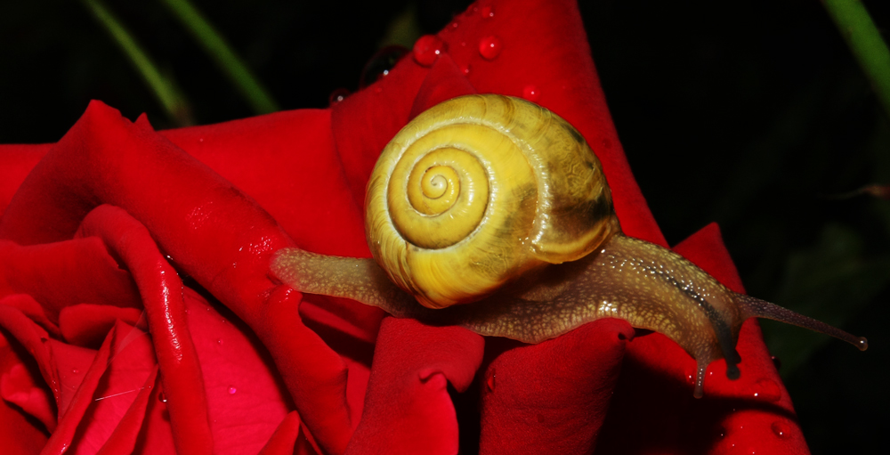 SCHNECKE BY NIGHT