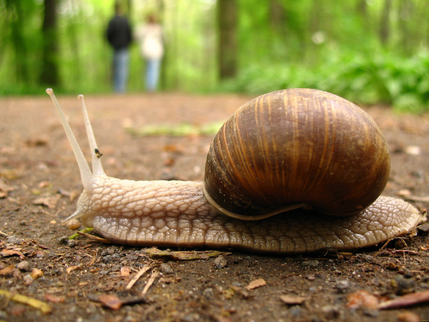 Schnecke Foto & Bild | tiere, wildlife, schnecken & muscheln Bilder auf