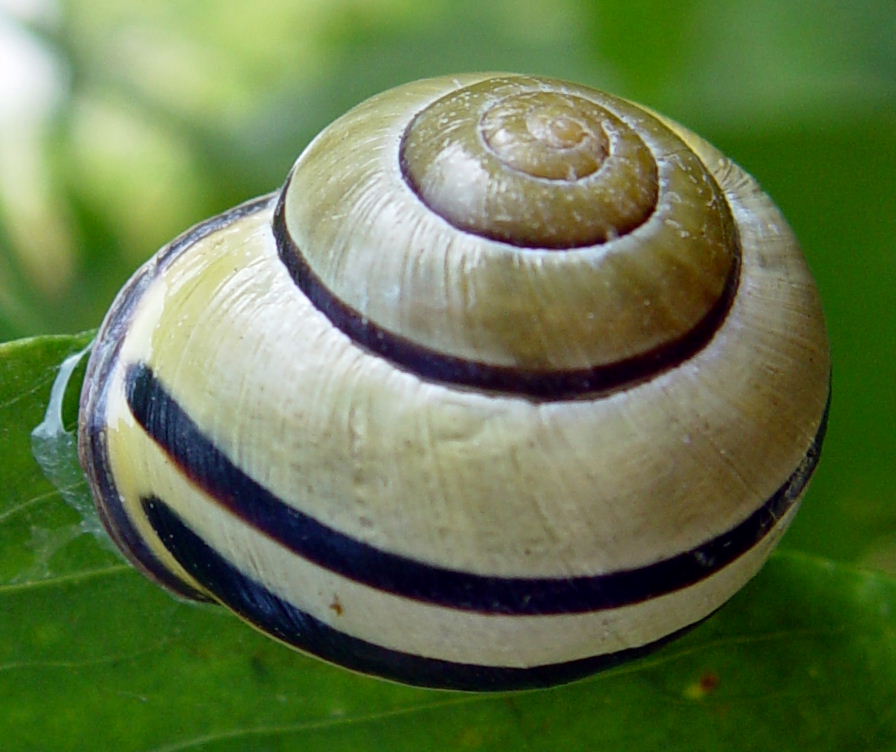 Schnecke