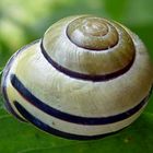 Schnecke