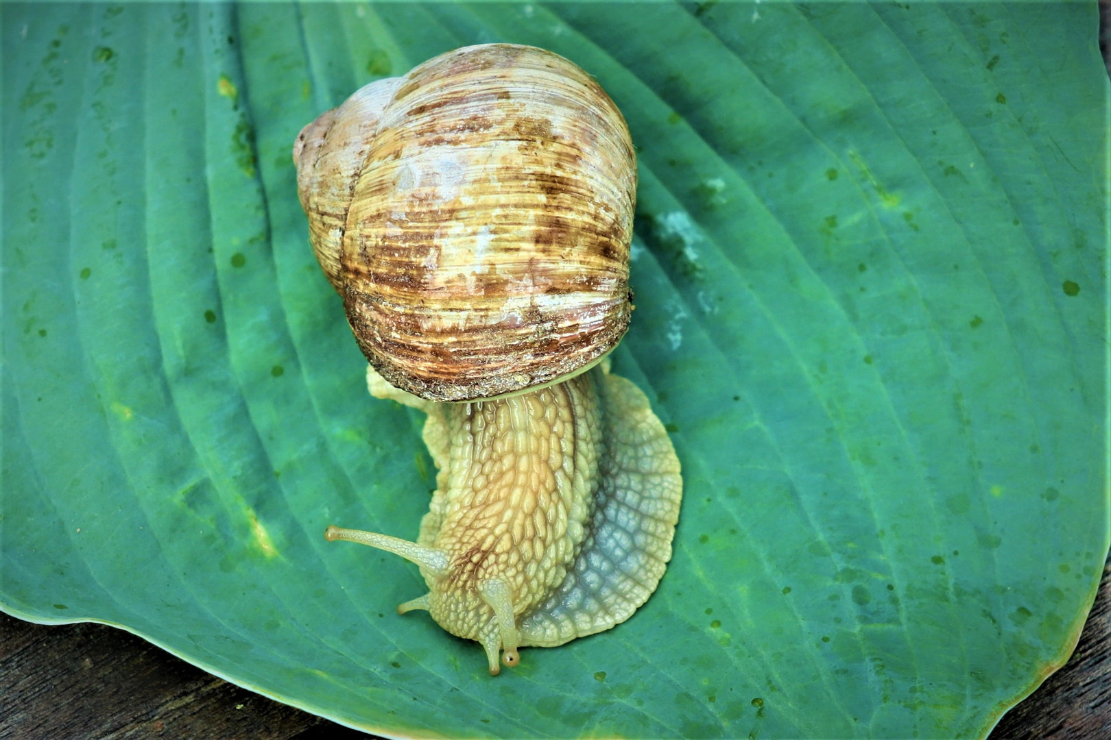 Schnecke c21 zu hau