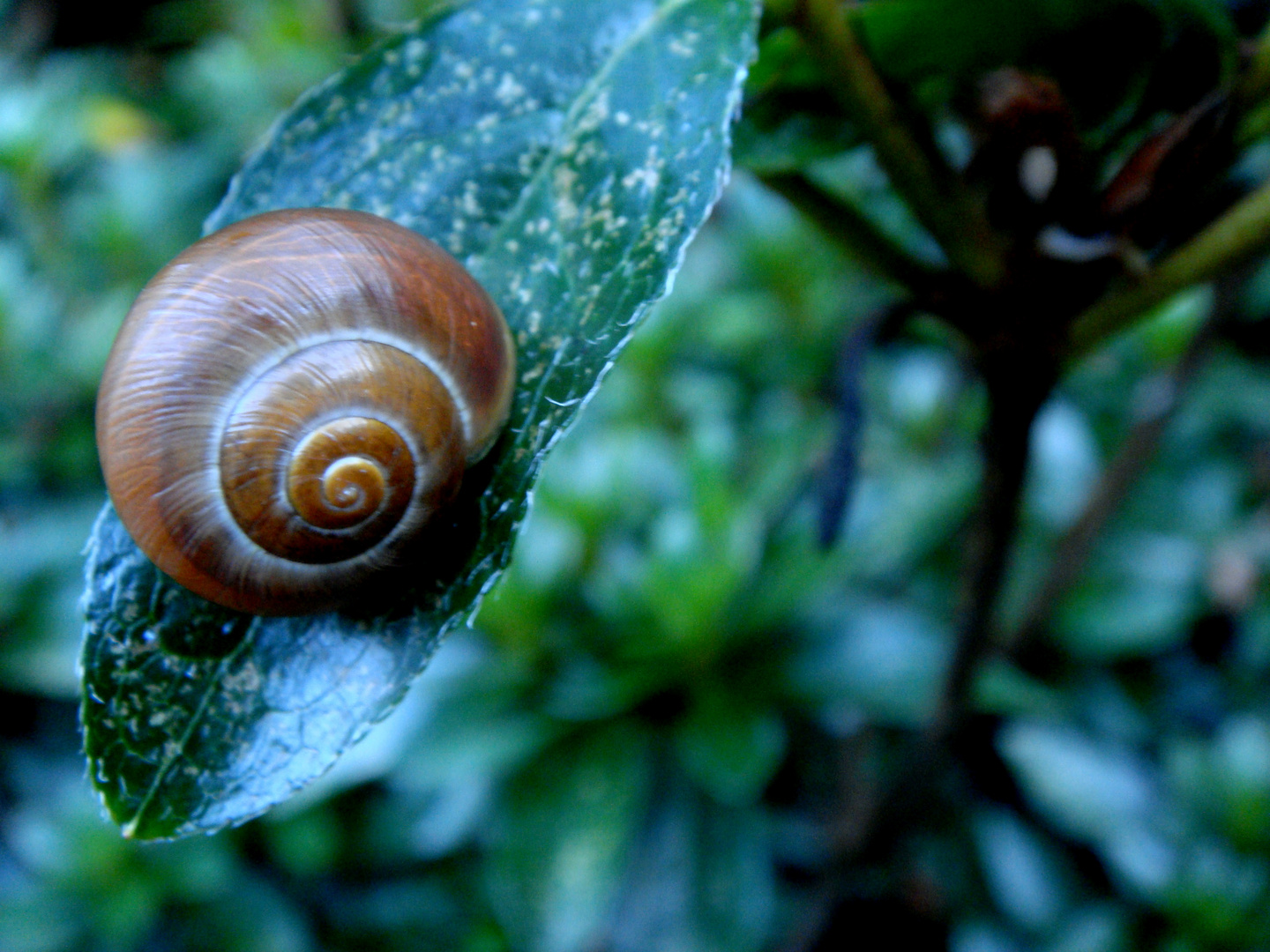 Schnecke.