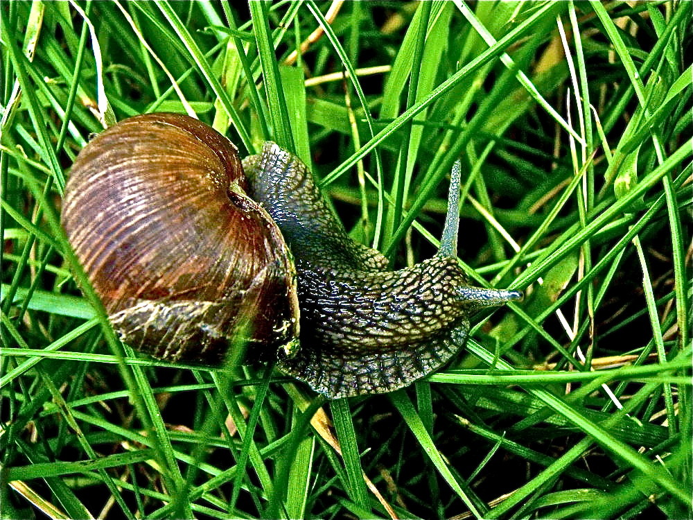 Schnecke