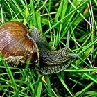 Schnecke