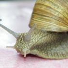 Schnecke