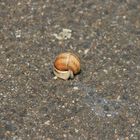 Schnecke