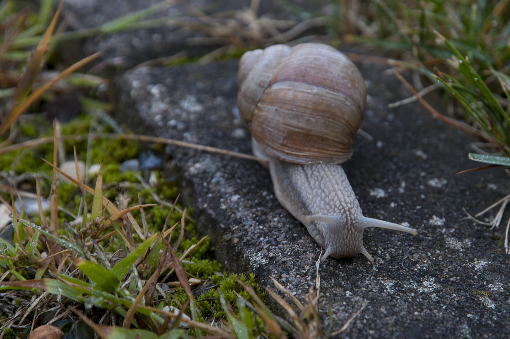 Schnecke